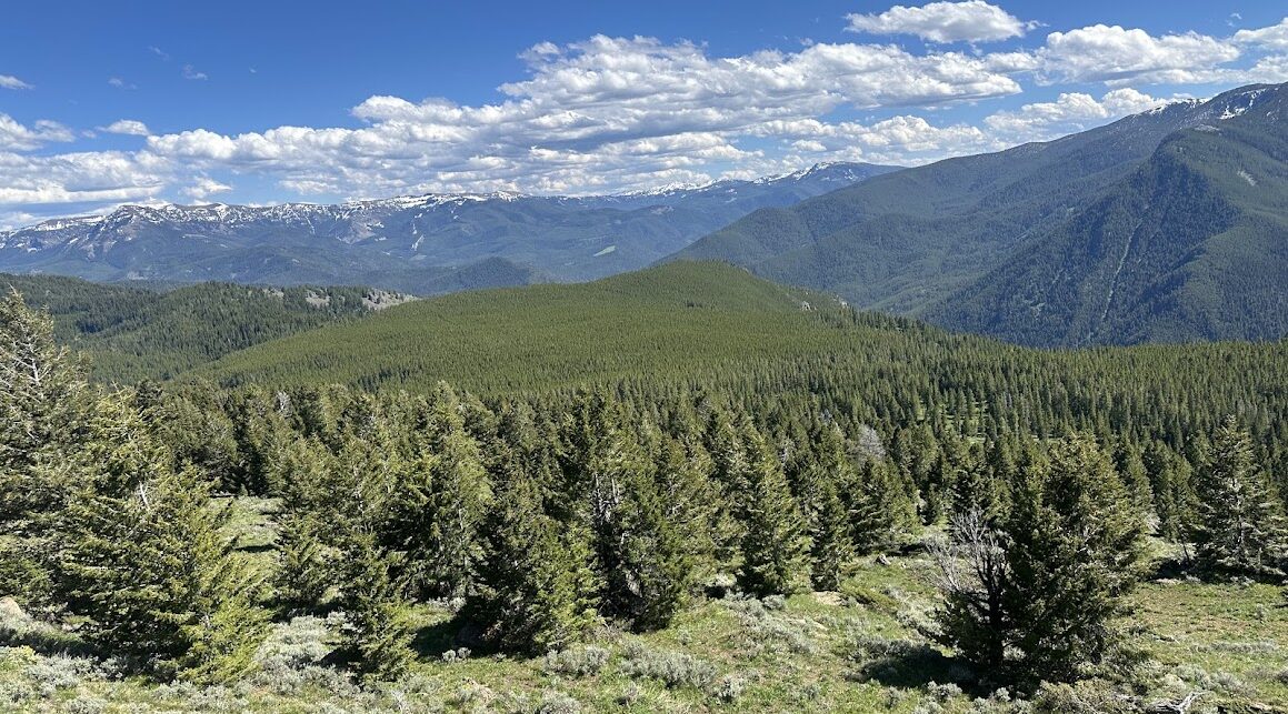 Forest and mountains